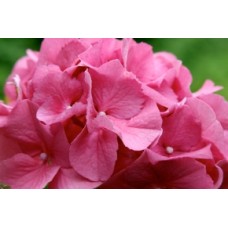Salmon Pink Hydrangea Tosca plants 1 Flowering Mophead macrophylla shrubs
